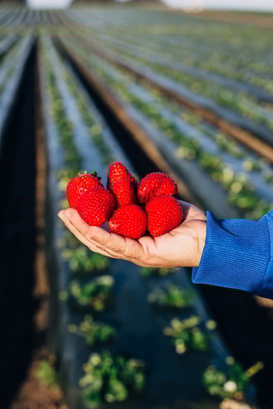 strawberries_2-19-13.jpg