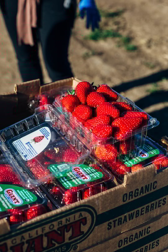 strawberries_2-29-4-1.jpg